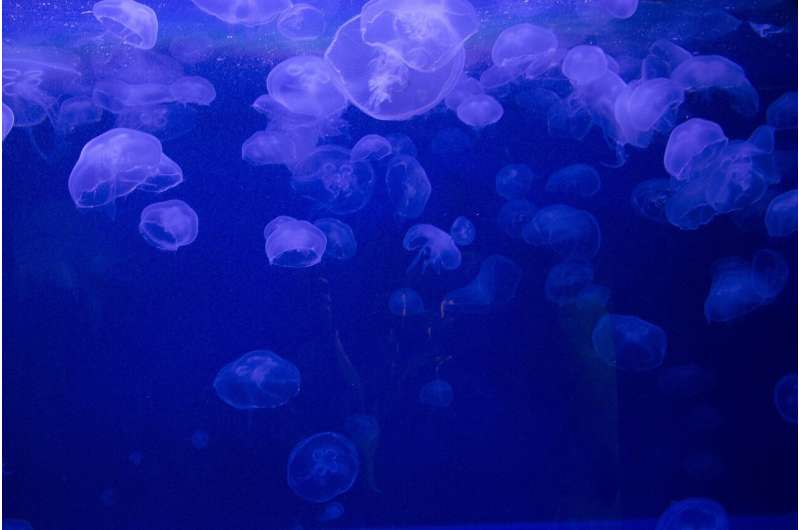 Jellyfish researchers want you to start thinking about these creatures for your next meal