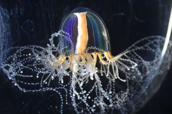 Jellyfish's 'superpowers' gained through cellular mechanism