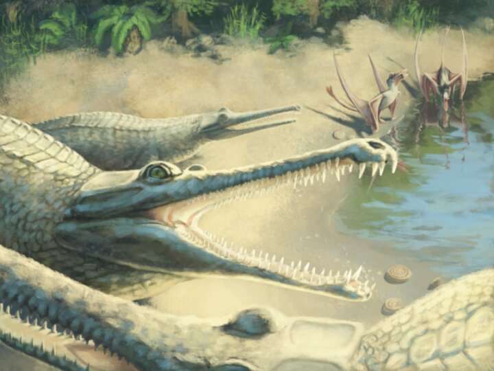 Jurassic crocodile identified in fossil study