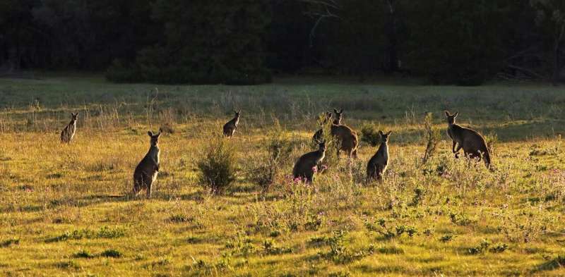 Kangaroos and other herbivores are eating away at national parks across Australia