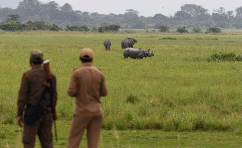 Kaziranga National Park is home to rhinos, elephants, and tigers—all under threat from poachers