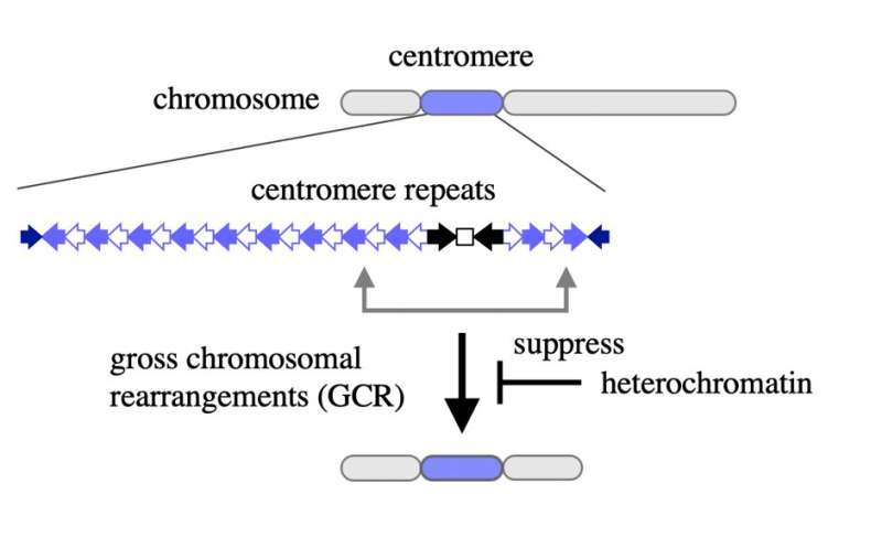 Keeping chromosomes in check: a new role for heterochromatin