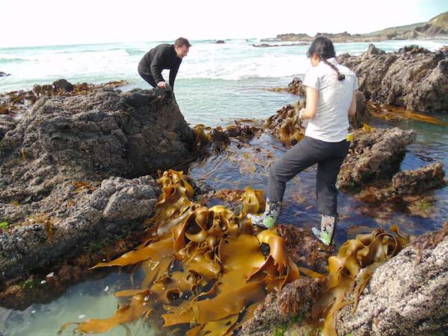 Kelp DNA records destructive power of ancient earthquake