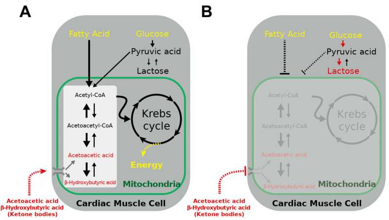 Ketone body utilization decreases when blood flow to the heart is reduced