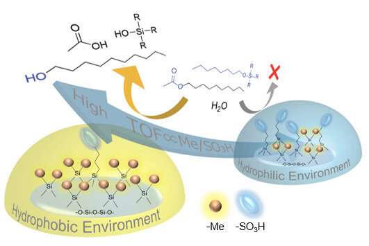 Key evidence associating hydrophobicity with effective acid catalysis