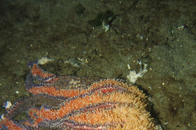 شکارچی ستاره دریایی کلیدی که توسط بیماری و آب های گرم غیرعادی از بین رفته است