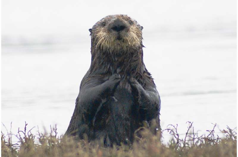 Key to helping southern sea otter is in repopulating estuaries such as San Francisco Bay