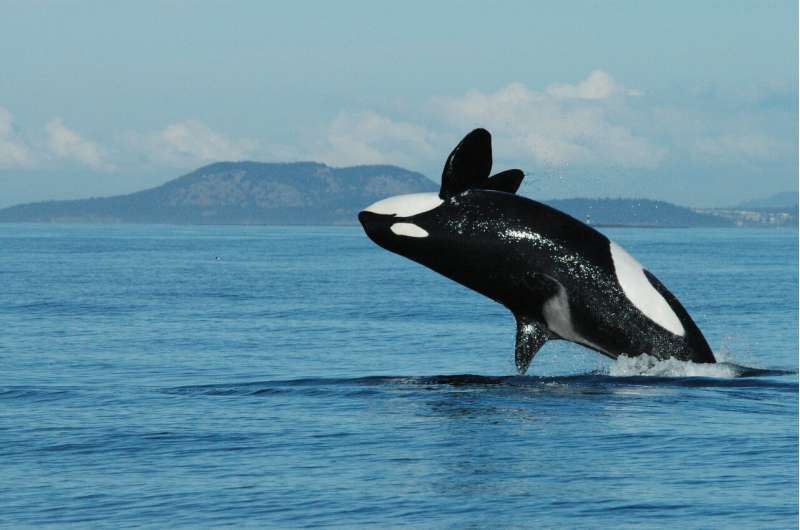 Killer whale grandmothers boost survival of calves