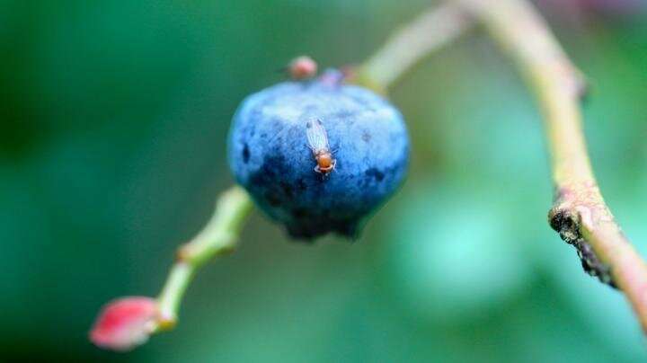 Knowing berry pests' varied diets may help control them
