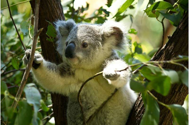 Koala-spotting drones proves a flying success