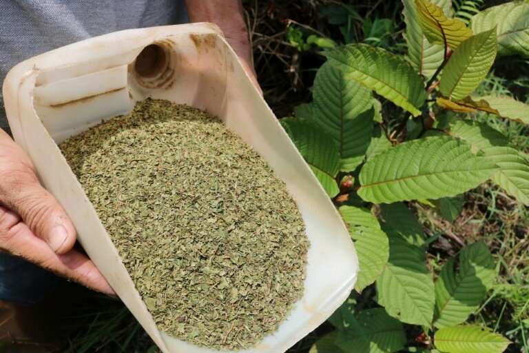 Kratom is already banned for domestic consumption though it allows its export in unprocessed form