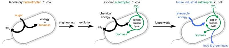 Laboratory-evolved bacteria switch to consuming CO2 for growth