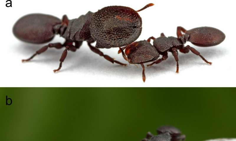 Laborer, doorkeeper, future queen: Neurobiology in turtle ants reflects division of labor