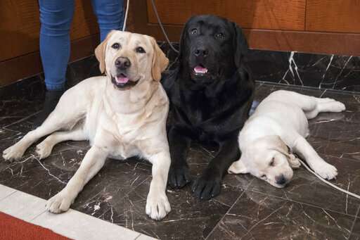 Labrador retriever most pup-ular US dog breed for 28th year