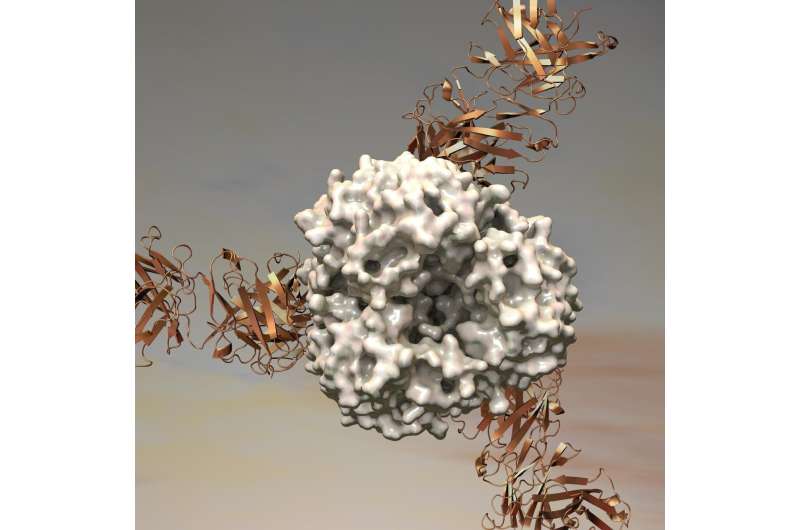 Lassa virus' soft spot revealed