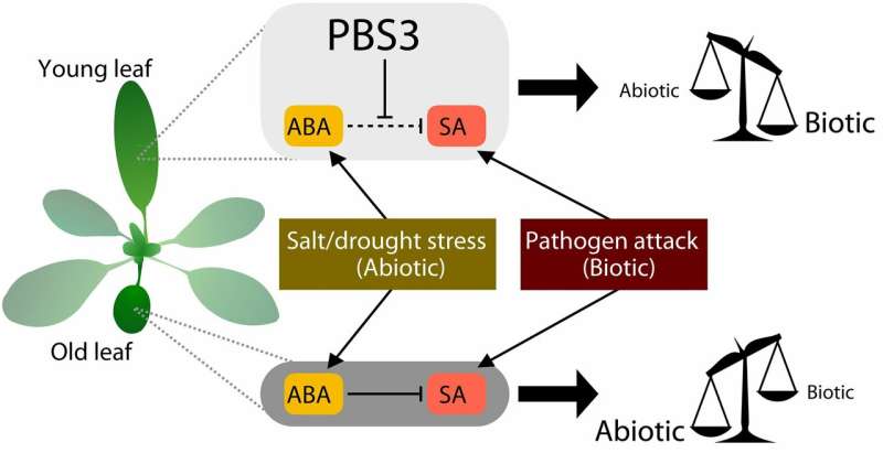 Leaf age determines the division of labor in plant stress responses