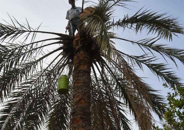 Legmi producers carefully cut the bark to cause a reaction from the palm that makes its sap rise