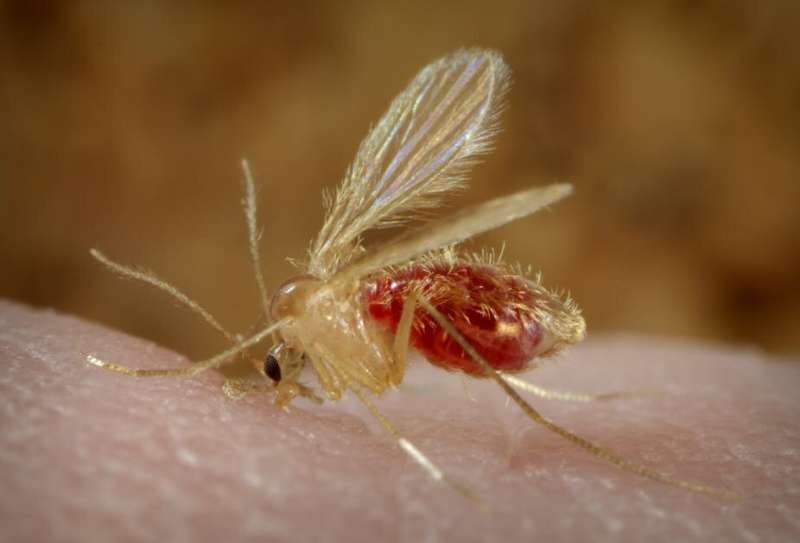 Leishmaniasis causes skin lesions, and is often lethal