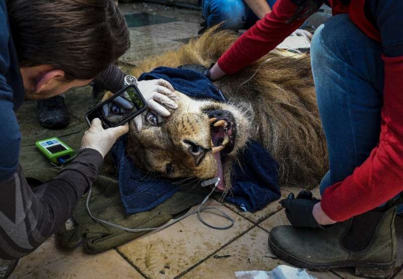 Lenci is being checked by animal welfare experts before its transfer along with the two other lions