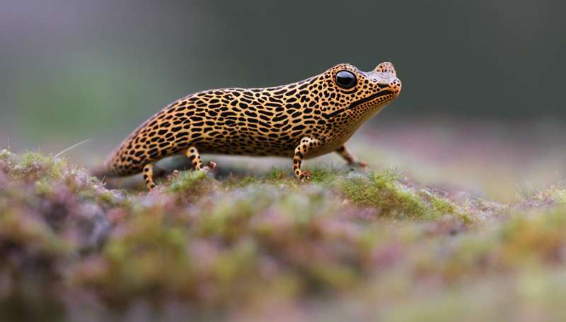 Leopard slugs mate in the most beautifully bizarre way – and nobody knows why