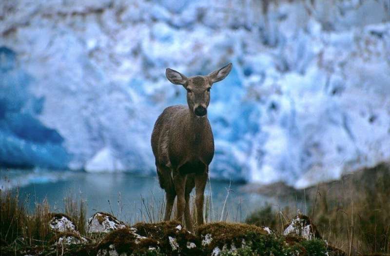 Life-threatening foot disease found in endangered huemul deer in Chile