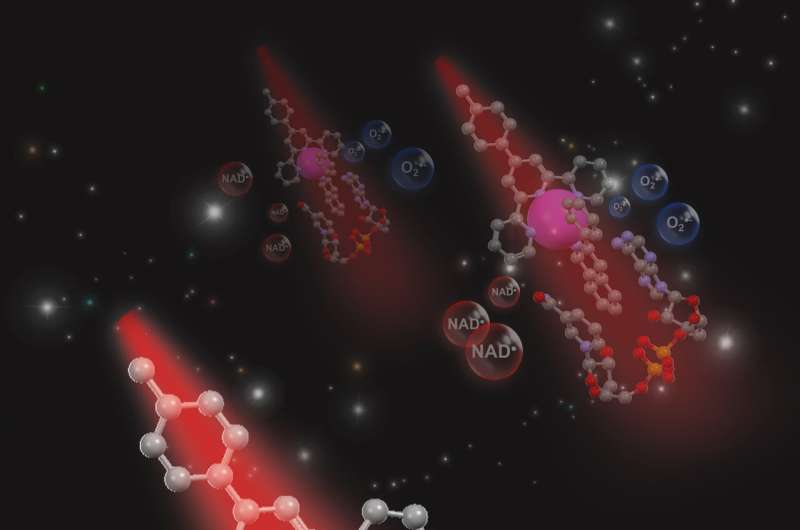 Light-activated metal catalyst destroys cancer cells’ vital energy source