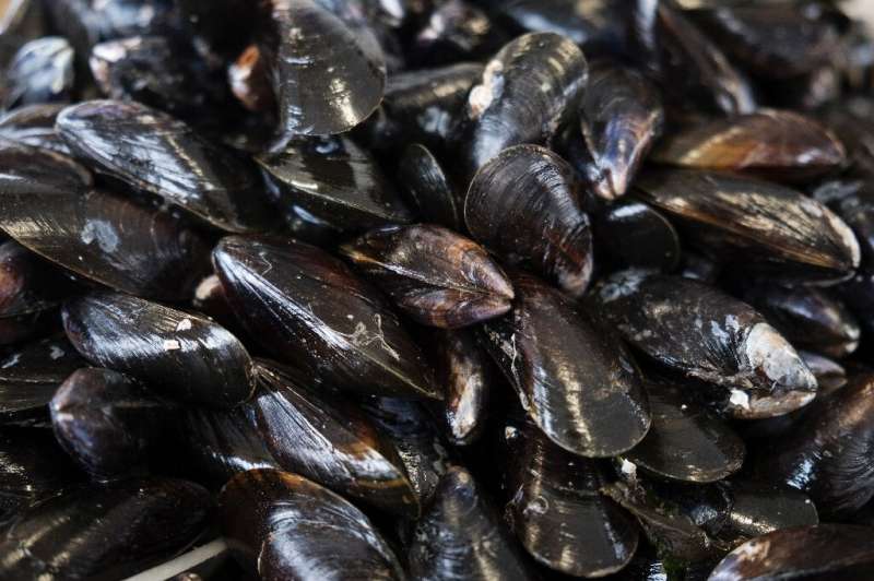 Like canaries in a coal mine, mussels have long been used as 'bio-indicators' of the health of the seas, lakes and rivers they i
