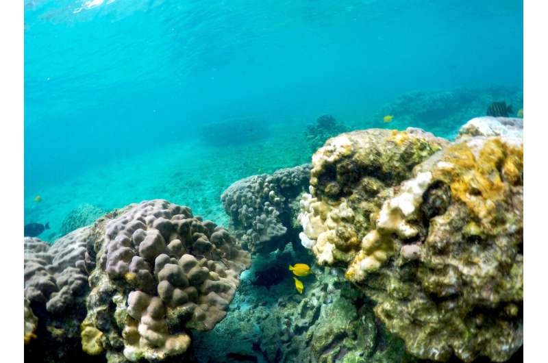 Lingering Pacific heat wave threatens Hawaii coral