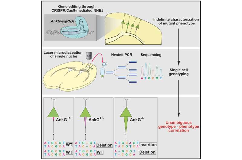 Linking phenotypes to genotypes: A newly devised gene-editing strategy