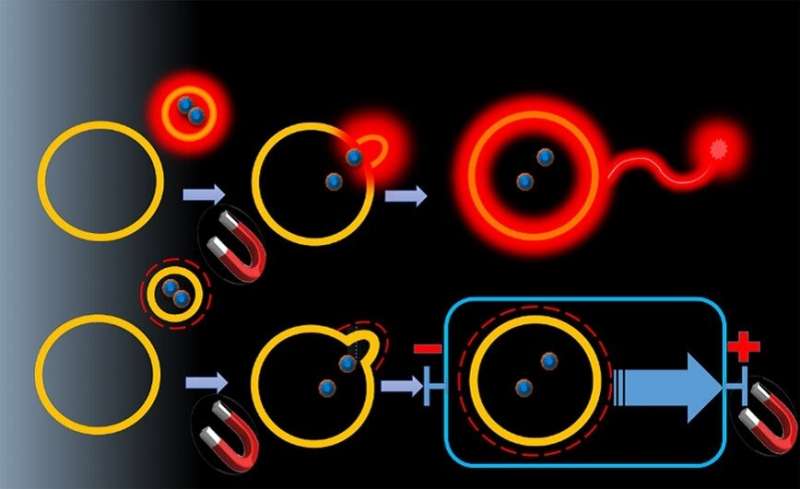 Lipid vesicles transmit luminous or electrical signals
