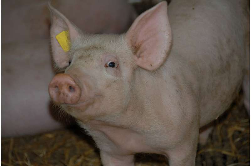Listeria in the feed: A dangerous hygiene problem in fattening pigs