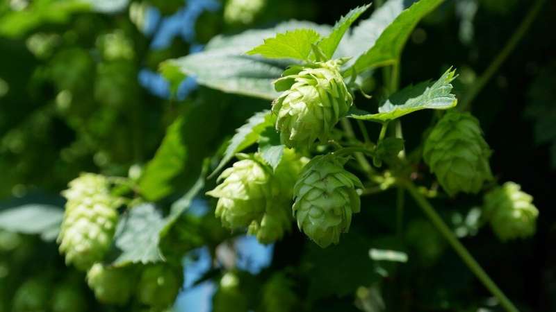 Liver, colon cancer cells thwarted by compounds derived from hops
