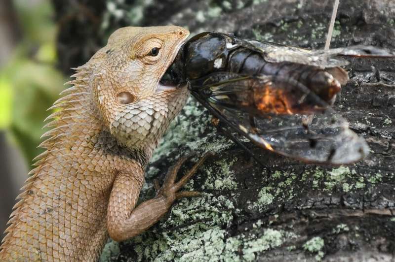 Lizards generally live on a diet of insects, including plant-eaters, like crickets, as well as predators, such as spiders and be