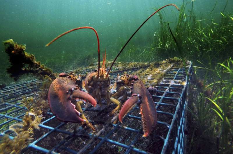 Lobster catch headed for decline, not crash, scientists say