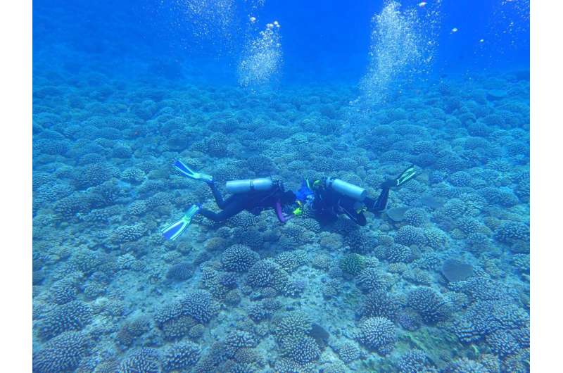 Localized efforts to save coral reefs won't be enough, study suggests