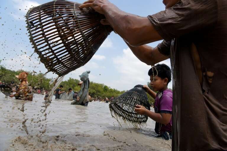 Locals race to trap the freshwater catfish and snakehead fish in Cambodia's muddy Boeung Kroam lake