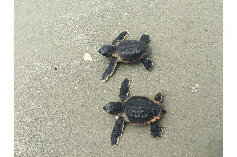 Loggerhead turtles headed for record-breaking season