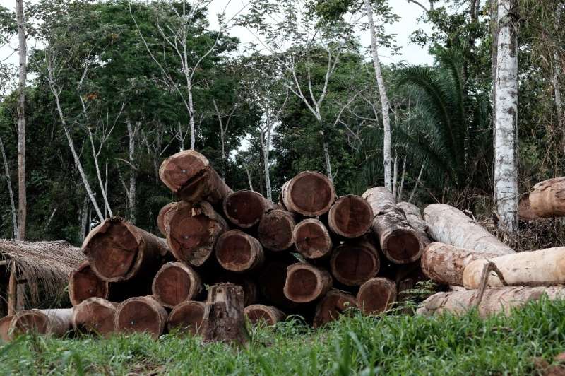 Logs in the forest in Xapuri, Acre State, in northwestern Brazil.