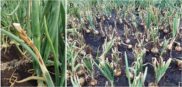 Long-dormant disease becomes most dominant foliar disease in New York onion crops