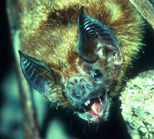 Long-lived bats could hold secrets to mammal longevity