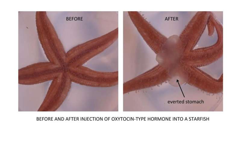 'Love hormone' has stomach-turning effect in starfish