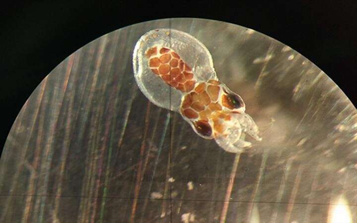 Low oxygen levels could temporarily blind marine invertebrates