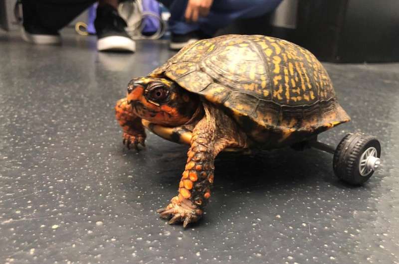 LSU Veterinarians Get Pedro the Turtle Moving