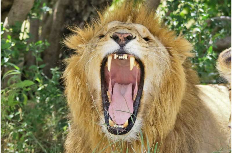 Maasai farmers only kill lions when they attack livestock
