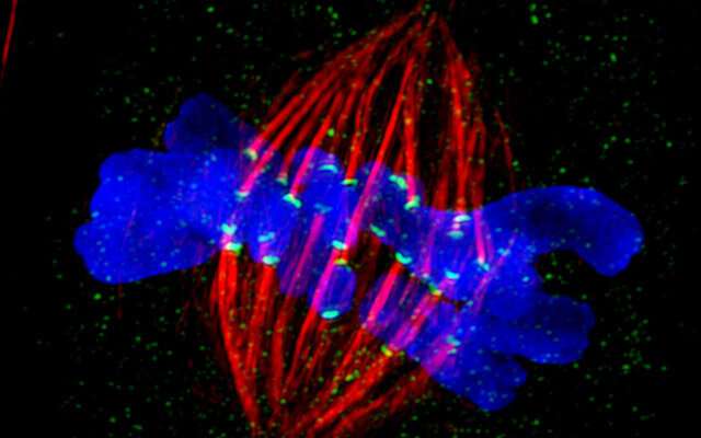 Machinery used in basic cell division does double duty as builder of neurons