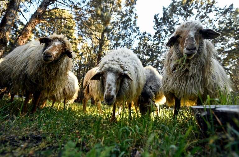 Madrid city hall has since February employed 500 sheep to munch undergrowth at the Casa do Campo park