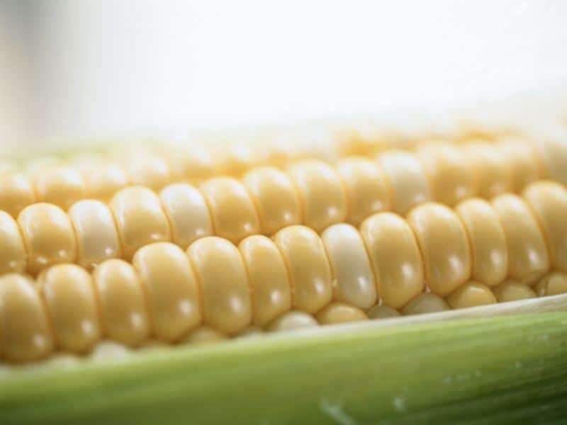 Make the most of summer's sweet treat: delicious corn