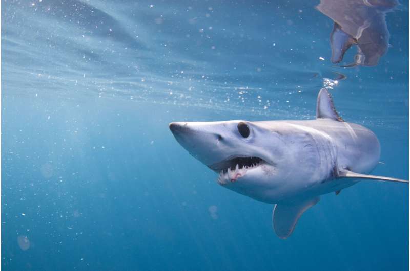 Mako shark tracking off west coast reveals 'impressive' memory and navigation