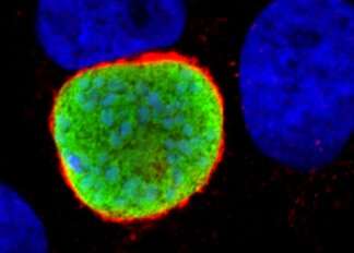 Malaria hijacks your genes to invade your liver