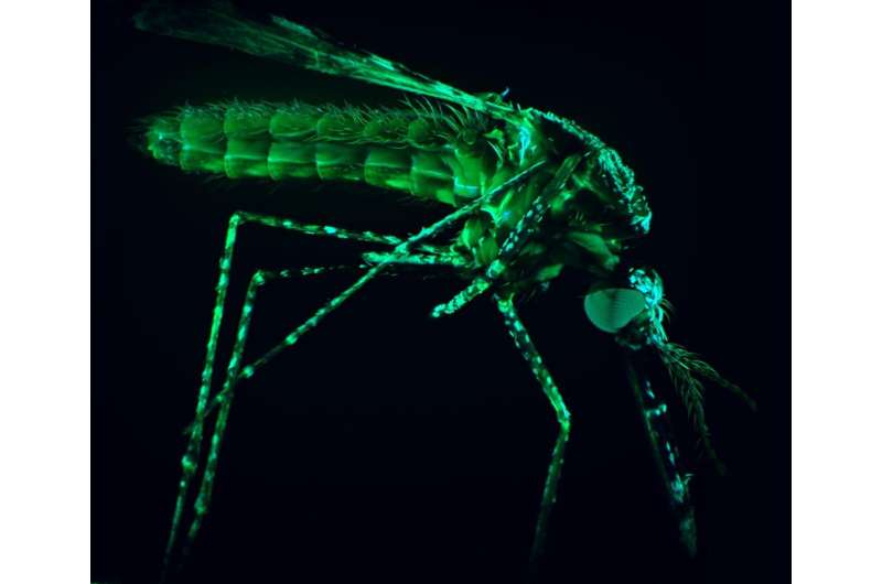 Malaria under arrest: New drug target prevents deadly transmission